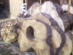 hohle Baumscheiben_Buche, Birne, Tanne hohle Baumscheiben_Buche, Birne, Tanne